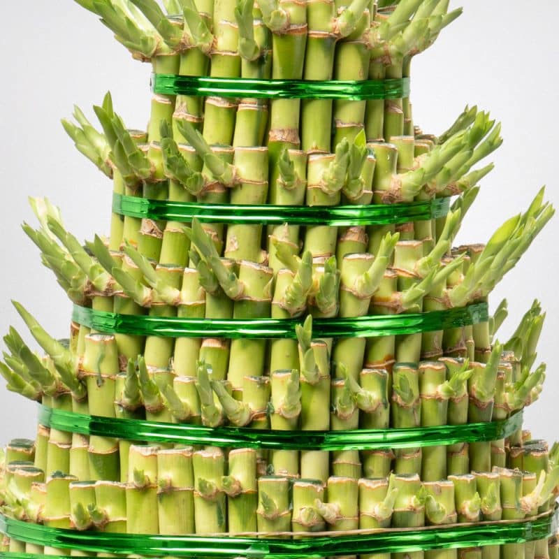 Lucky Bamboo Tower