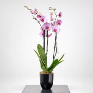 Phalaenopsis Orchid in black Pot