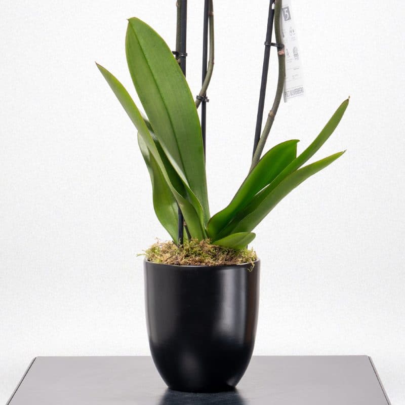 Phalaenopsis Orchid in black Pot