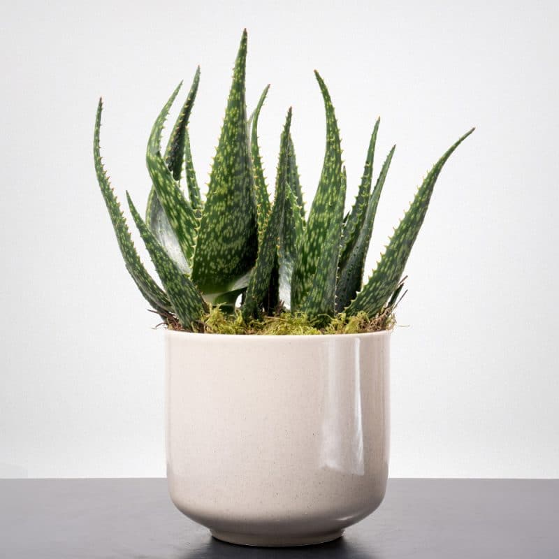 Aloe Vera Plant in a Pot