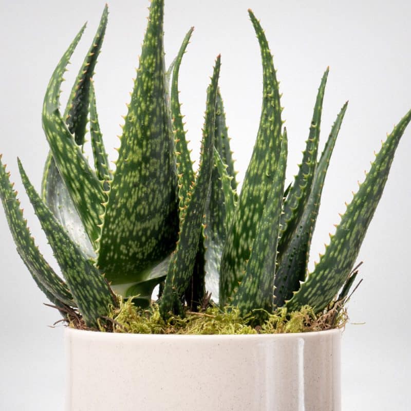 Aloe Vera Plant in a Pot