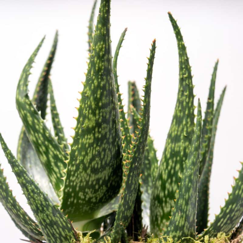 Aloe Vera Plant in a Pot