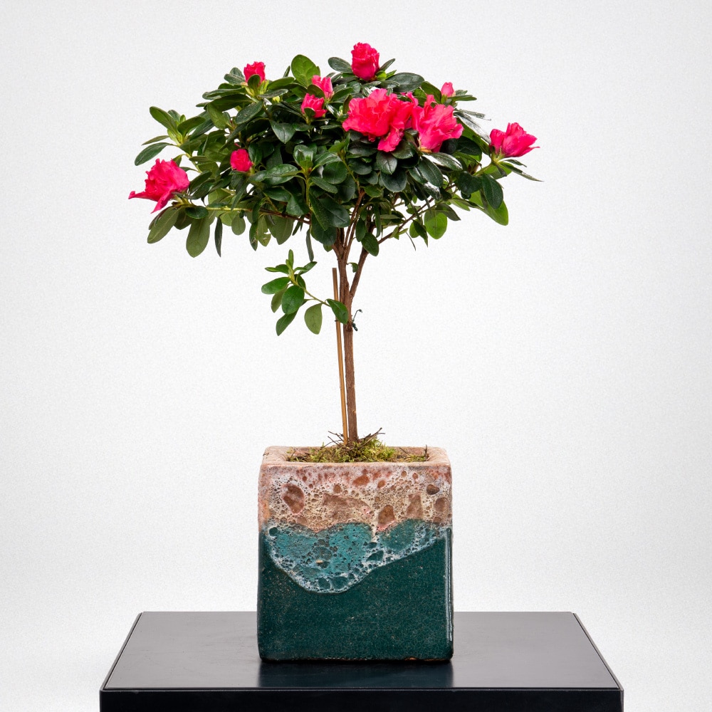 Rhododendron plant in a Terracotta Pot