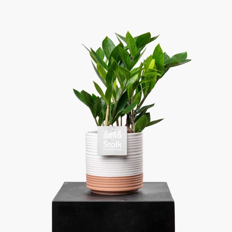 Nature’s Grace Zamioculcas Ceramic Arrangement