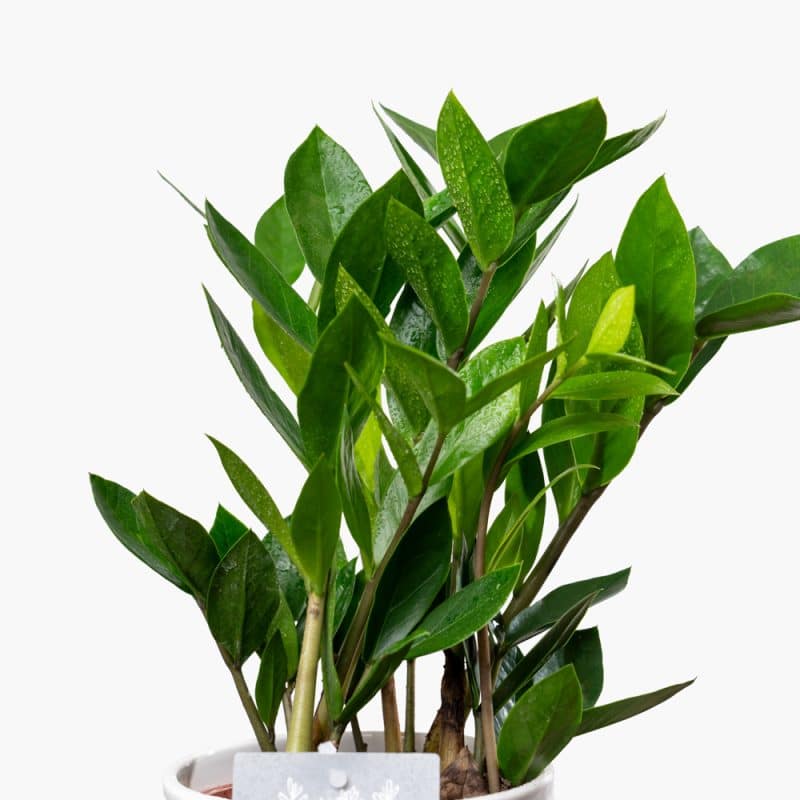 Nature’s Grace Zamioculcas Ceramic Arrangement