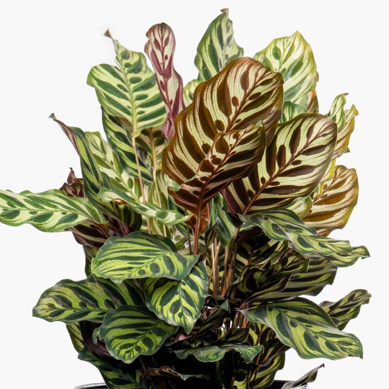 Calathea Makoyana Green Pattern Steel Pot