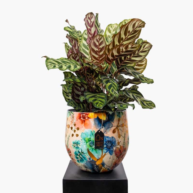 Verdant Elegance - Calathea Makoyana Steel Pot