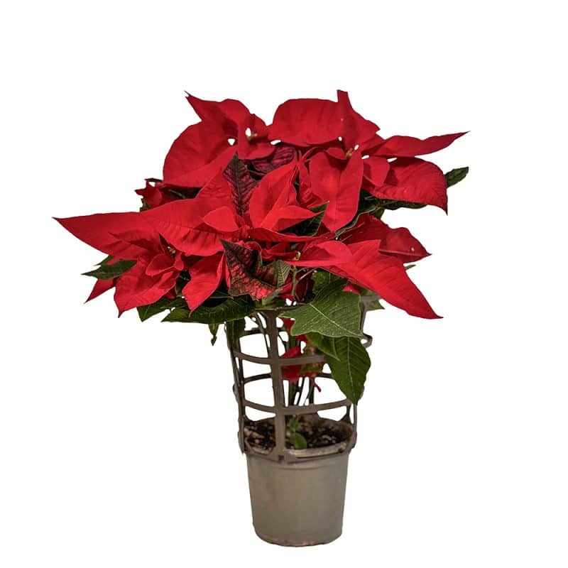 Christmas Elegance Poinsettia - 45 cm X-Mas Gift