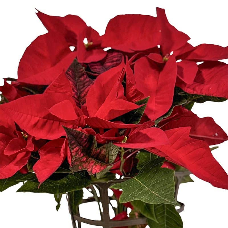 Christmas Elegance Poinsettia - 45 cm X-Mas Gift