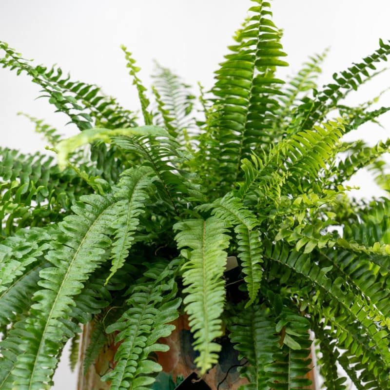 Nephrolepis in Flower Pattern Steel Pot