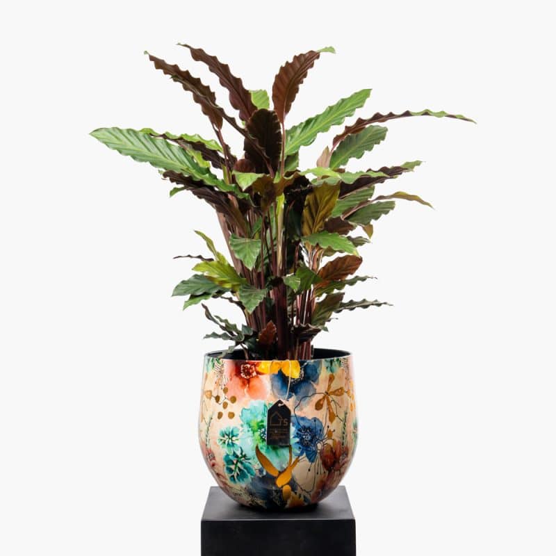 Tropical Charm: Calathea Orbifolia in a Metallic Pot