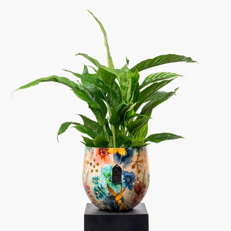 Spathiphyllum Bellini in Steel Pot