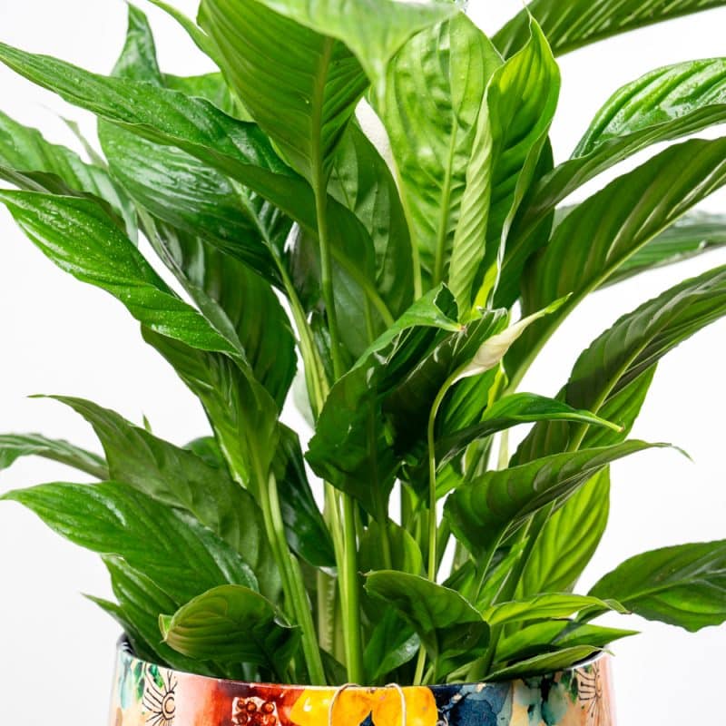 Spathiphyllum Bellini in Steel Pot