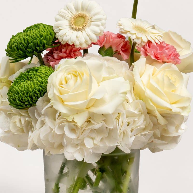 Pure Tranquility White Hydrangeas and Green Chrysanthemums in Vase