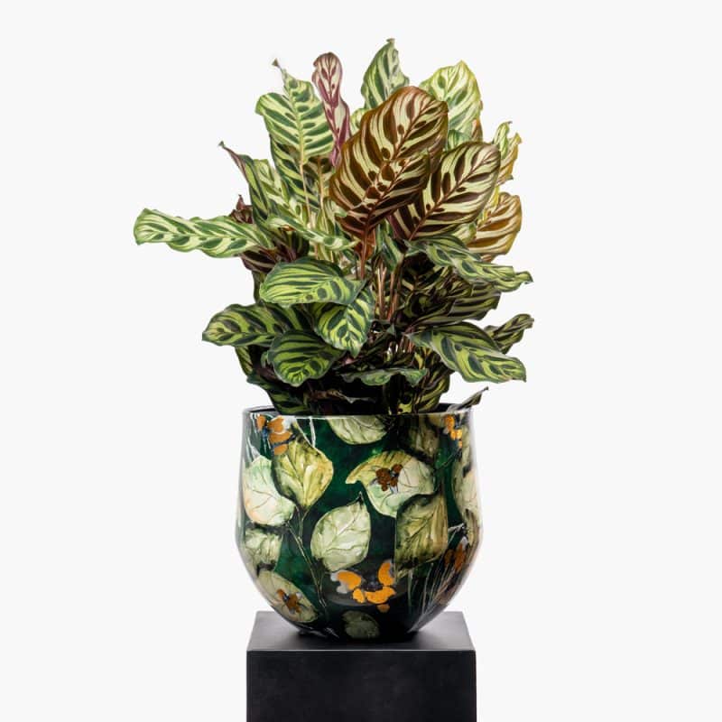 Calathea Makoyana Green Pattern Steel Pot