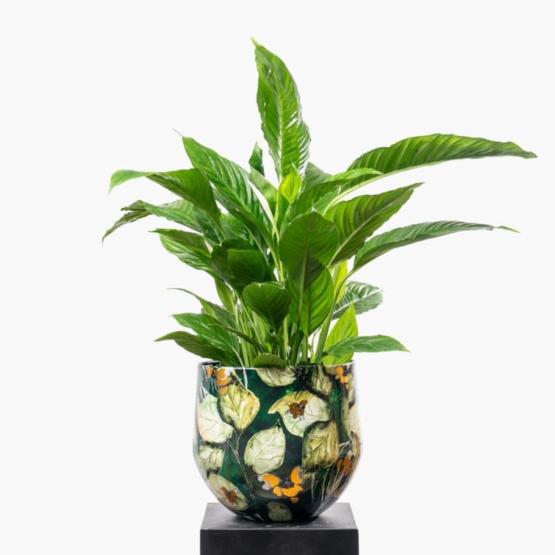 Spathiphyllum Bellini in Green Pattern Steel Pot