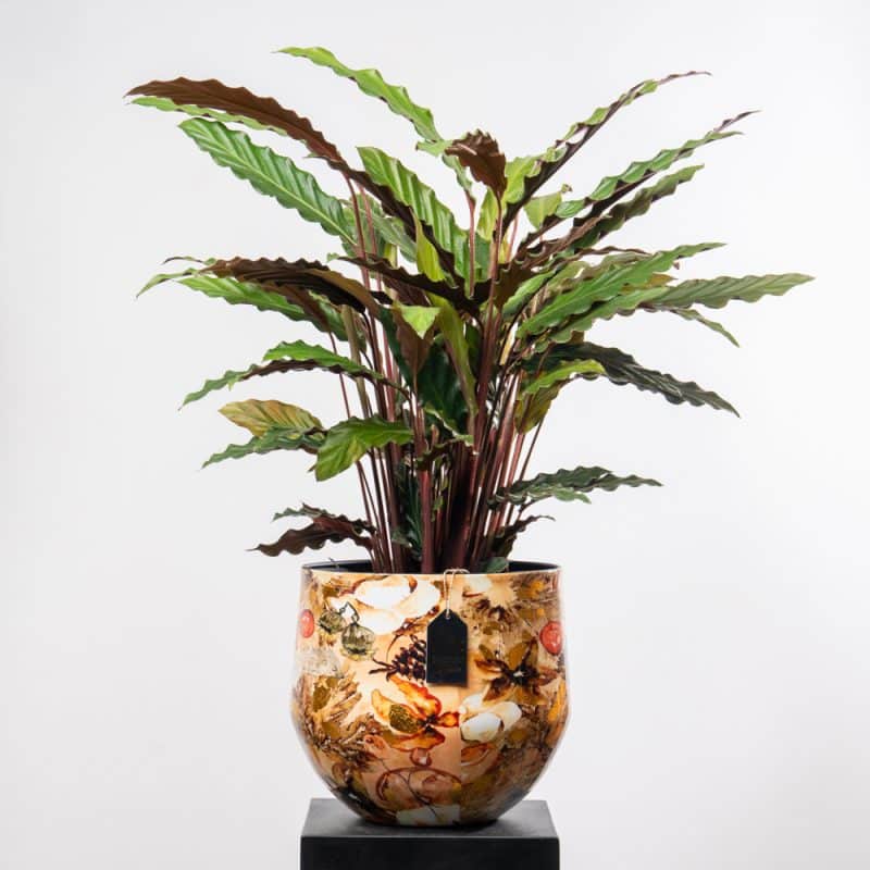 Calathea Orbifolia in a Flower Pattern Metallic Pot