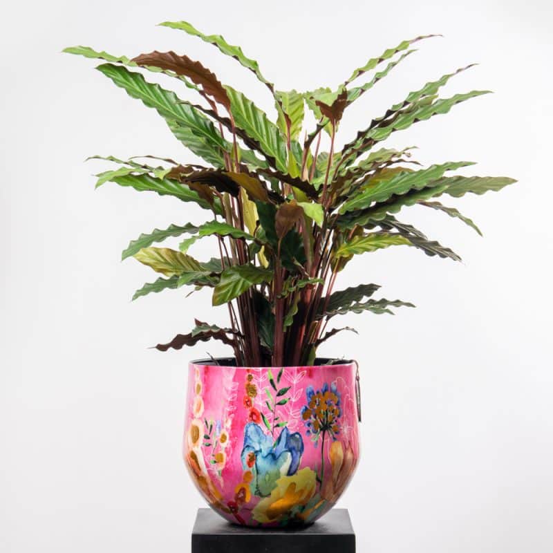 Calathea Orbifolia in a Stylish Pink Metallic Pot