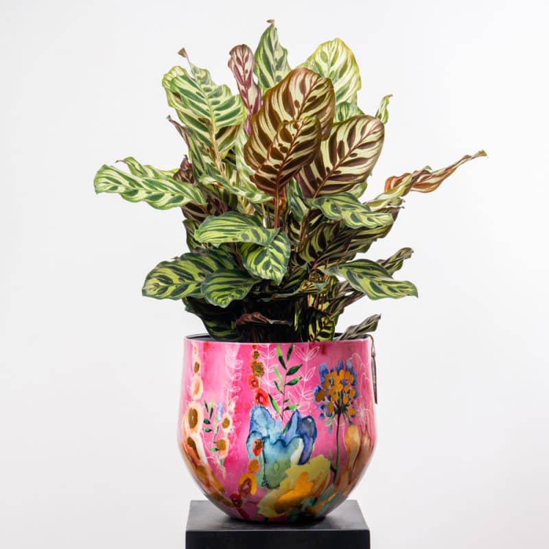 Calathea Makoyana Pink Flower Pattern Steel Pot