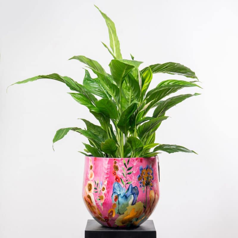 Spathiphyllum Bellini in Pink Flower Pattern Steel Pot