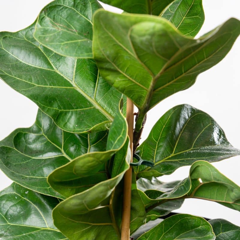 Ficus Lyrata Bambino in Flower Pattern Metallic Pot