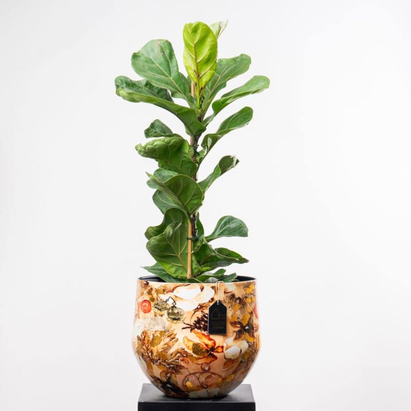 Ficus Lyrata Bambino in Metallic Pot