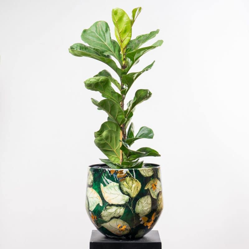 Ficus Lyrata Bambino in Green Pattern Metallic Pot