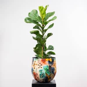 Ficus Lyrata Bambino in Flower Pattern Metallic Pot