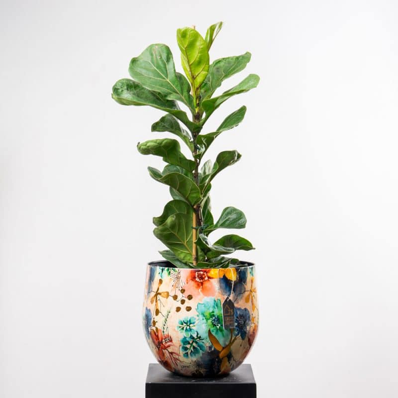 Ficus Lyrata Bambino in Flower Pattern Metallic Pot