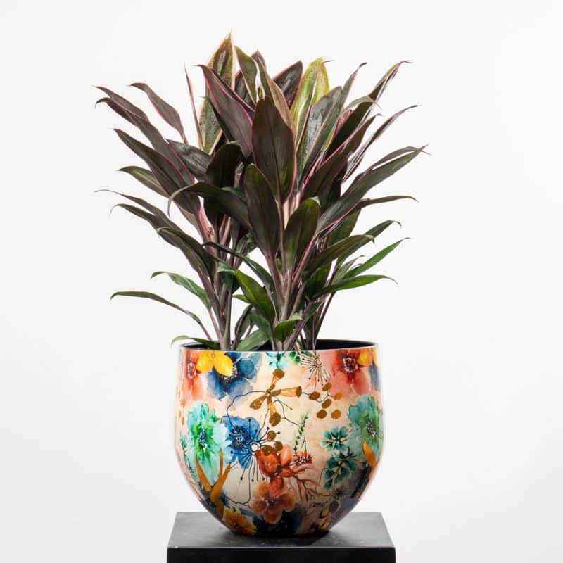 Cordyline Rumba in a Steel Pot