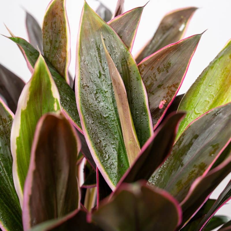 Modern Flair - Cordyline Rumba in Polished Steel Pot