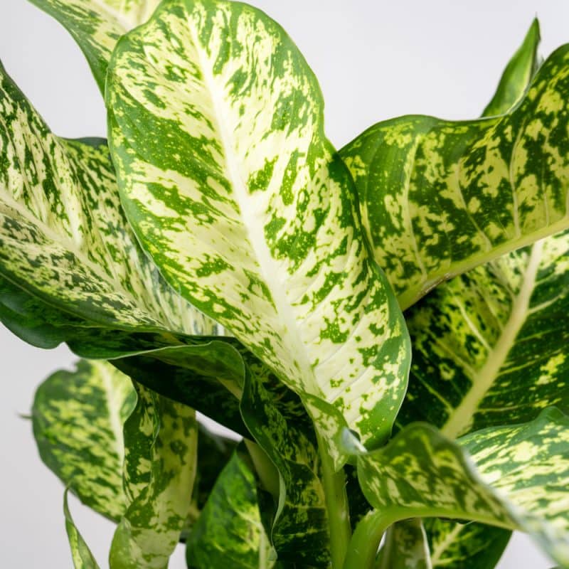 Dieffenbachia