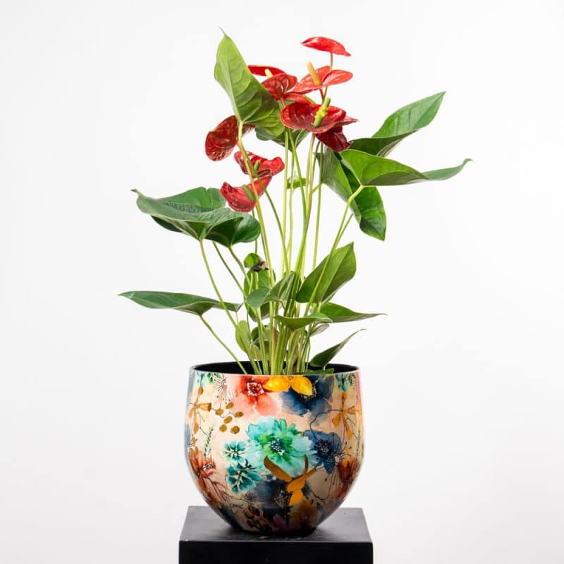 Anthurium Elegance in Steel Pot