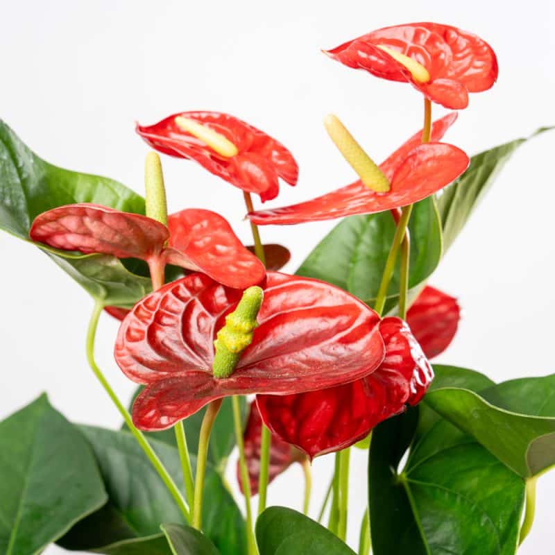 Anthurium Elegance in Steel Pot