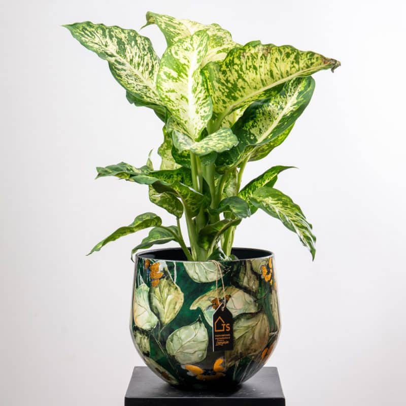 Dieffenbachia Mars in Green Leaves Pattern Metallic Pot