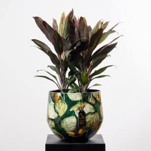 Cordyline Rumba in Green Leaves Pattern Steel Pot