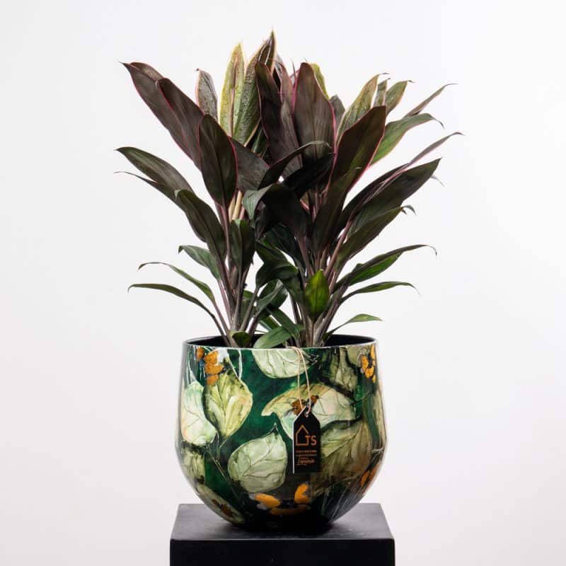 Cordyline Rumba in Green Leaves Pattern Steel Pot