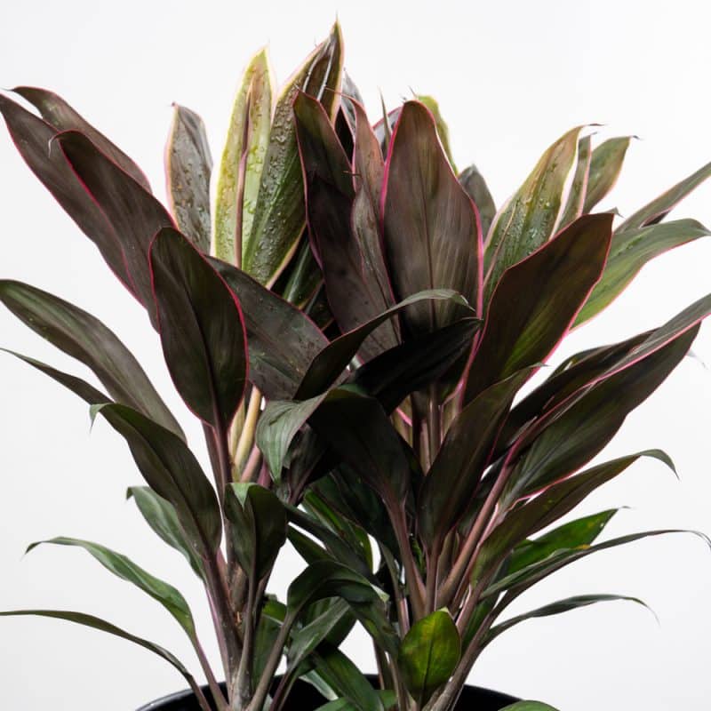 Cordyline Rumba in Green Leaves Pattern Steel Pot