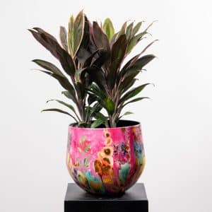 Cordyline Rumba in Pink Flowers Pattern Steel Pot