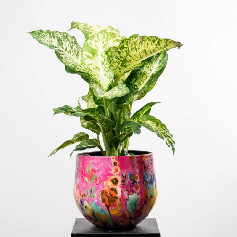 Dieffenbachia Mars in Pink Flowers Pattern Metallic Pot