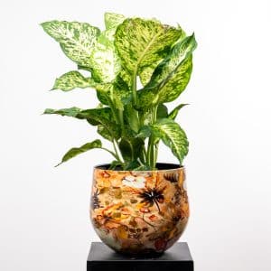 Dieffenbachia