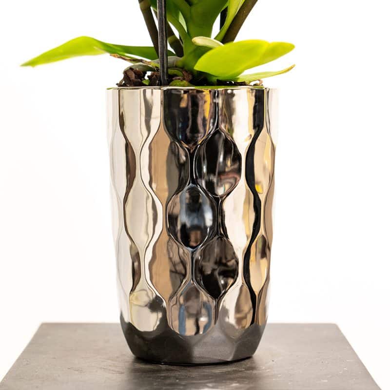 White Phalaenopsis Orchid in Textured Sliver Pot Edition