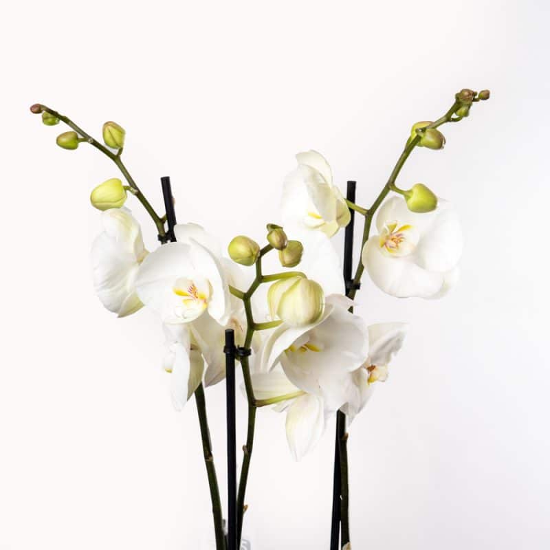 White Phalaenopsis Orchid in Textured Gold Pot Edition