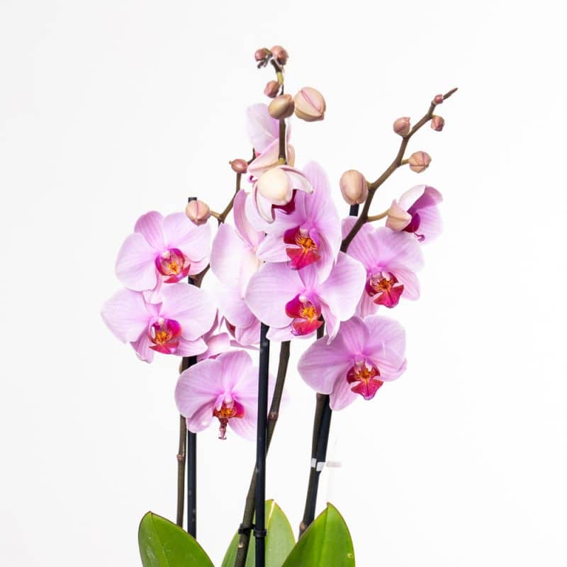 Phalaenopsis Pink Orchid - Texture Gold Pot Edition