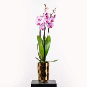 Phalaenopsis Pink Orchid - Decorative Texture Pot Edition