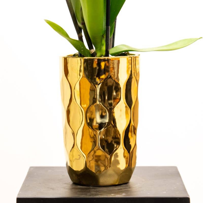 Phalaenopsis Pink Orchid - Texture Gold Pot Edition