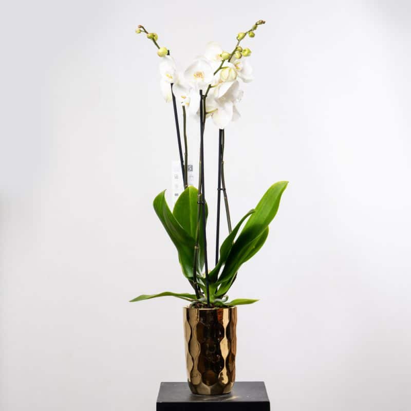 White Phalaenopsis Orchid in Textured Sliver Pot Edition