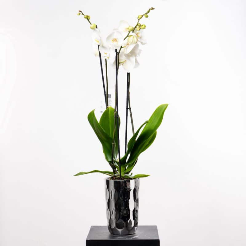 White Phalaenopsis Orchid in Textured Sliver Pot Edition