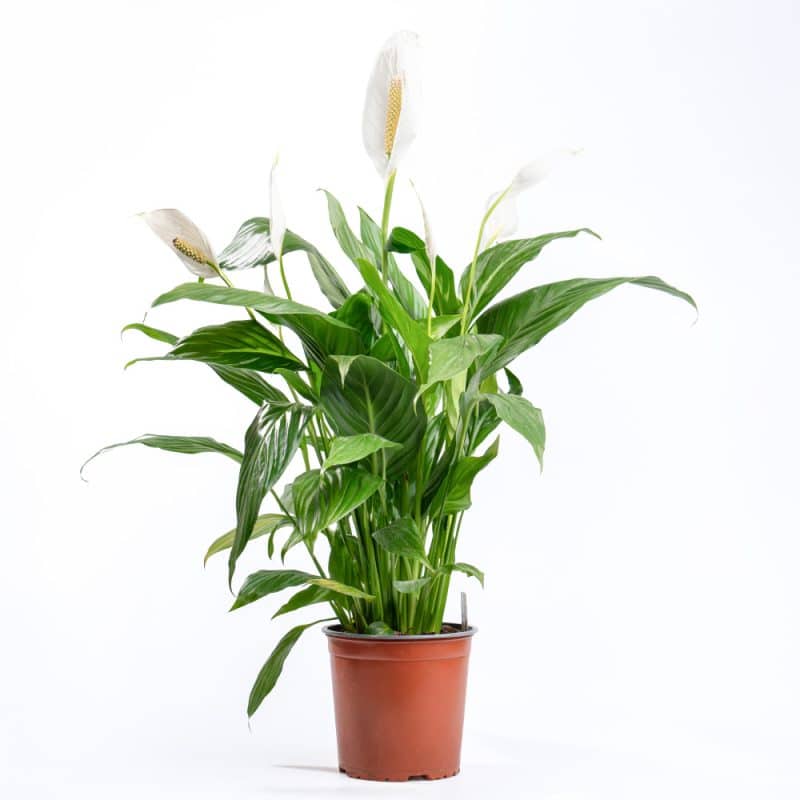 Spathiphyllum (Peace Lily) - 100cm