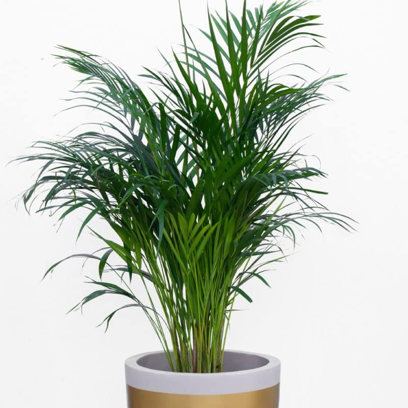 Areca Palm in a Stylish Pot